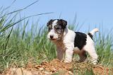 FOX TERRIER 383